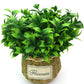 Bec de perroquet plantes vertes