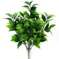 Bec de perroquet plantes vertes