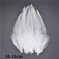 Décoration plume perroquet