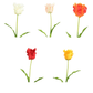 Fleur tulipe perroquet