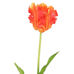 Fleur tulipe perroquet