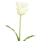 Fleur tulipe perroquet