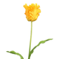 Fleur tulipe perroquet
