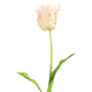 Fleur tulipe perroquet