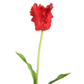 Fleur tulipe perroquet