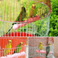 Perchoir sur pied pour perroquet