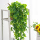 Perroquet plante verte
