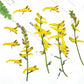 Plante en forme de perroquet