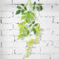 Plante fleur bec de perroquet