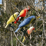 Statue perroquet garden