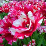 Tulipe perroquet graine