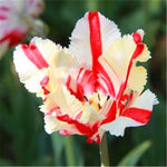 Tulipe perroquet graine