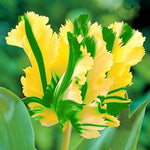 Tulipe perroquet graine