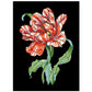 Tulipe perroquet noir